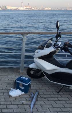 コスモでタチウオワインド　シャクってただ巻…